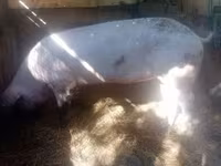 Ana donuz, Donuzlar — foto 8