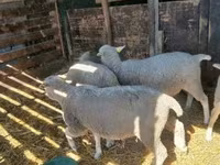 Oveja, Ovejas — foto 1