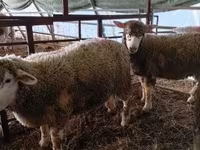 Qoʻy, Ile-de-France sheep — 2-rasm