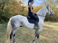 Pastuv, Andalusian horse — fotografija 3