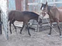 雌馬, Kazakh horse — 写真 3