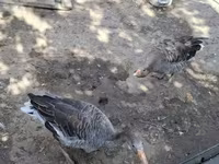 Geese — zdjęcie 1