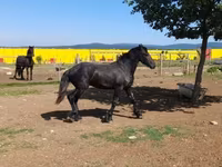 Koń, Friesian — zdjęcie 4