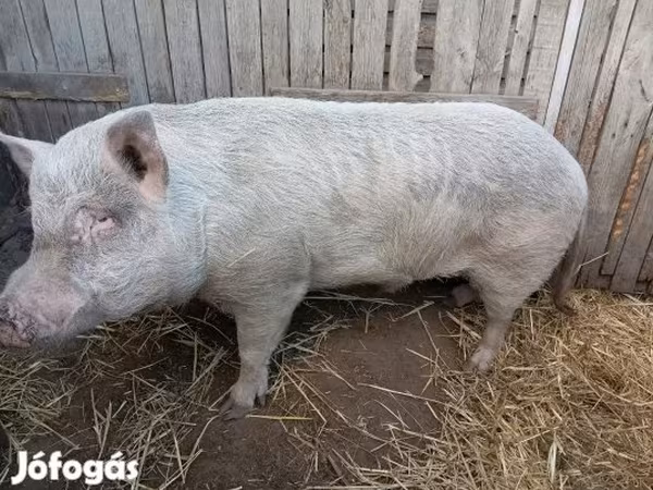 Verrat, Porcs — Hongrie