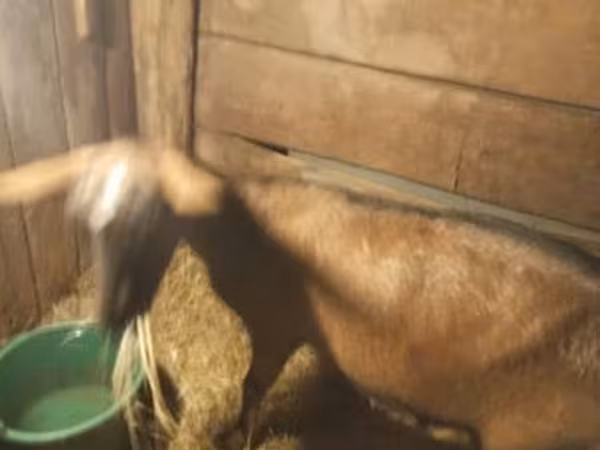 Коза, Козлы