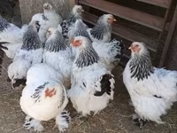 Brahma — Foto 2