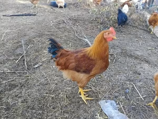 New Hampshire Red
