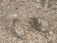 Guinea fowl — fotografija 1