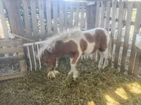 At, Miniature horse — foto 2