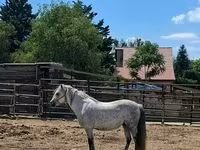 Mare, Hungarian horse breed — photo 3