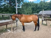 雌馬, Nonius horse — 写真 1