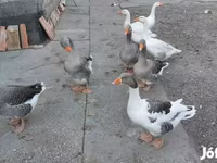 Geese — फ़ोटो 7