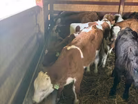Goveda (partija, pol nije naveden), Simmental cattle — fotografija 1