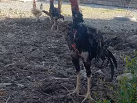 Chickens — fotografija 2