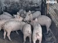 公猪, Pigs — 照片 2