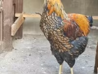 ワイアンドット — 写真 1