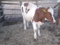 Byk, Simmental cattle — zdjęcie 5