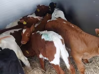 Bik, Simmental cattle — fotografija 4