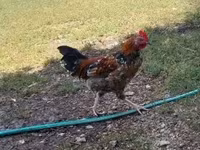 Chickens — الصورة 1