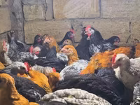 Chickens — fotografija 1