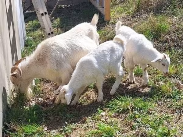 Kozioł, Nubian Goat — Węgry
