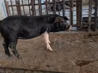 मादा सूअर, सूअर — फ़ोटो 2