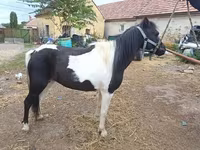 Égua, Cavalos — foto 1