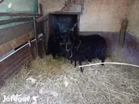 Schaf, Racka sheep — Foto 3