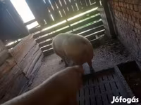 Sow, Pigs — photo 3
