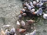 Chickens — Foto 1