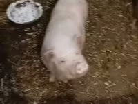 母猪, Вьетнамская вислобрюхая — 照片 3
