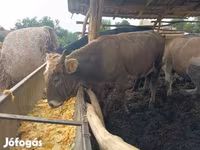 Byk, Simmental cattle — zdjęcie 2