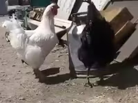 Leghorn — fotografija 3