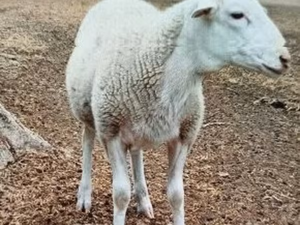 Carneiro, Dorper sheep — Hungria