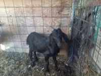 Goat, Goats — photo 4