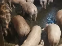 猪（批次，未指定性别）, Pigs — 照片 1
