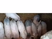 母猪, Крупная белая — 照片 1