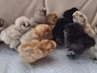 Poule soie — photo 2