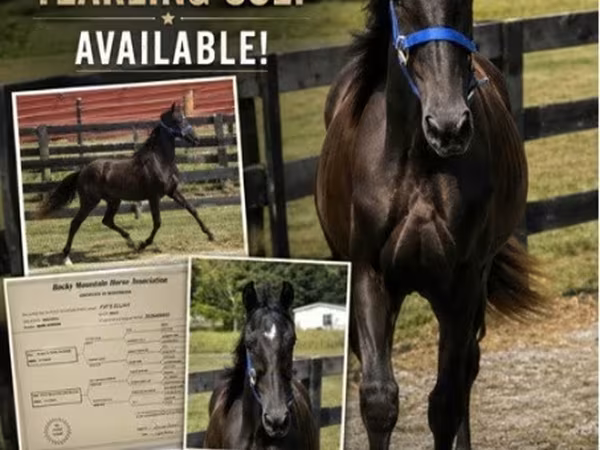 Pastuv, Rocky Mountain Horse