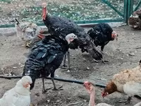 Turkeys — foto 2