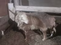 雄羊, Hissar sheep — 写真 2