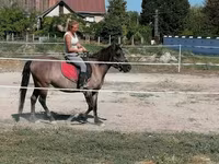 Kobyła, Polish pony — zdjęcie 4