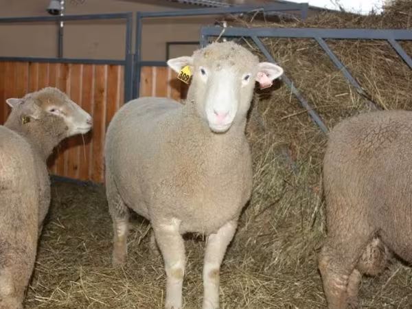 Ovan, Dorset horn sheep