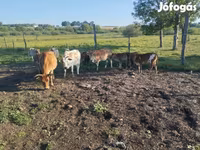 Touro, Zebu — foto 6