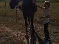Cavalo, Dutch warmblood horse — foto 2