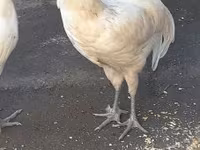 Australorp — fotografija 3