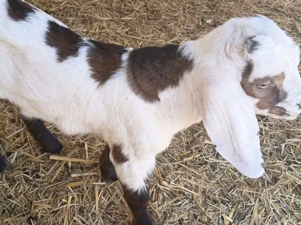 Jarac, Nubian Goat