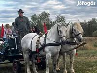 Kobila, Percheron — fotografija 1