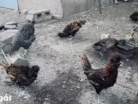 بادوفانا — الصورة 4