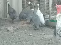 Guinea fowl — Foto 1